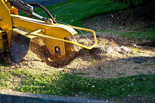 Best Tree Cutting Near Me  in Big Rapids, MI